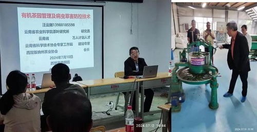 西盟縣農科服務團佤鄉傳授茶科技，信息技術咨詢服務助力鄉村全面振興